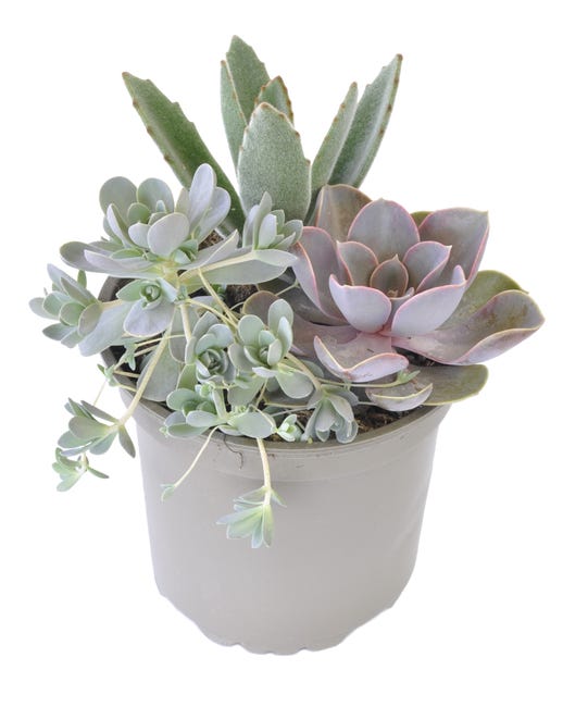 Sukulenty mix 15-20 cm