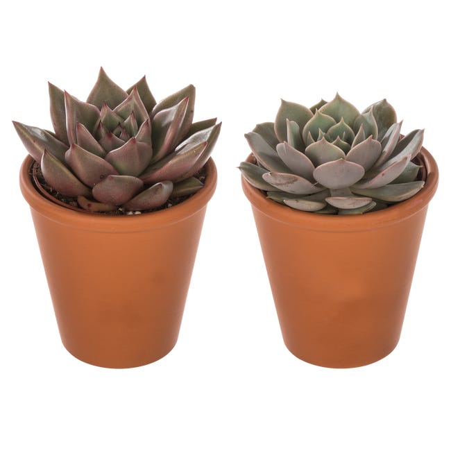Sukulenty mix 20 cm