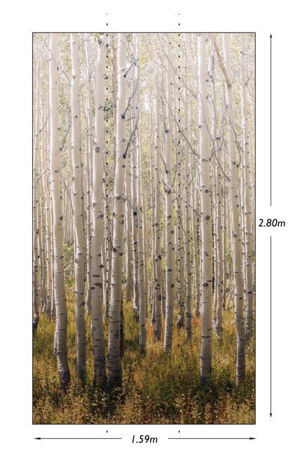 Tapeta panoramiczna Birch Tree A42601 las 159 x 280 cm