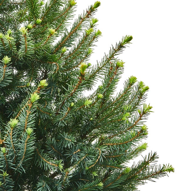 Świerk Omorika ukorzeniony 60-80 cm choinka żywa w donicy