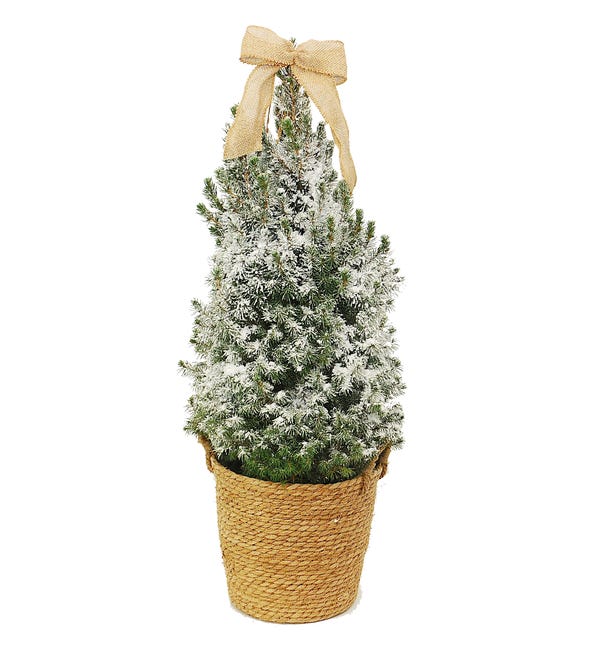 Świerk biały Conica 60-70 cm